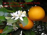 Balanced Diet Healthy Lifestyle #14