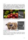 Arvutigraafika Adobe Photoshop CS6 baasil #46