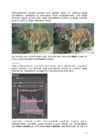 Arvutigraafika Adobe Photoshop CS6 baasil #48