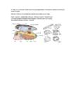 Bioloogia küsimused #2