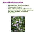 Maitsetaimed #101