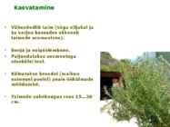 Maitsetaimed #104