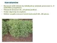 Maitsetaimed #105