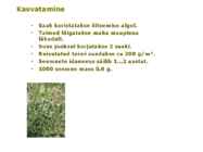 Maitsetaimed #106