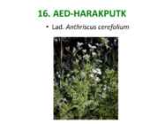 Maitsetaimed #107