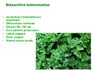 Maitsetaimed #108
