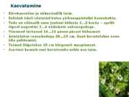 Maitsetaimed #109