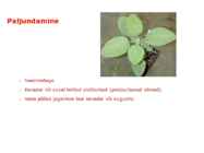 Maitsetaimed #12