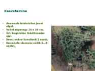 Maitsetaimed #113