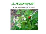 Maitsetaimed #114