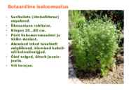 Maitsetaimed #115