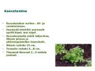 Maitsetaimed #117