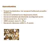 Maitsetaimed #118