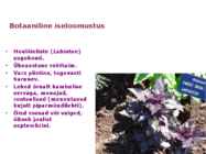 Maitsetaimed #120