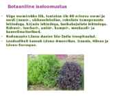 Maitsetaimed #121