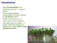 Maitsetaimed #127