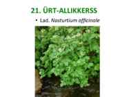 Maitsetaimed #128