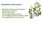 Maitsetaimed #129