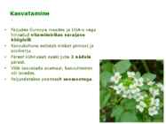 Maitsetaimed #130