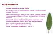 Maitsetaimed #14