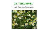Maitsetaimed #131
