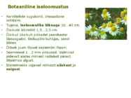 Maitsetaimed #132