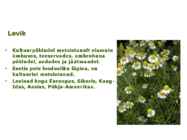 Maitsetaimed #133