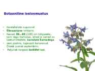 Maitsetaimed #135
