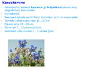 Maitsetaimed #136