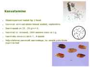 Maitsetaimed #27
