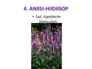 Maitsetaimed #29