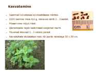 Maitsetaimed #49