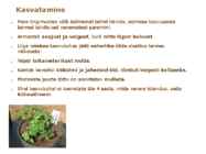 Maitsetaimed #50