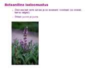 Maitsetaimed #6