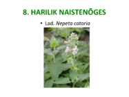Maitsetaimed #52