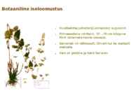 Maitsetaimed #53