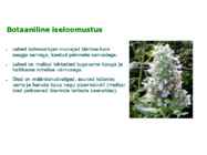 Maitsetaimed #54