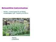 Maitsetaimed #56