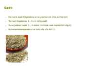 Maitsetaimed #62
