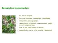Maitsetaimed #67