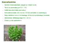Maitsetaimed #68