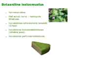 Maitsetaimed #73