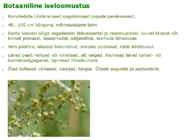 Maitsetaimed #81