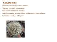 Maitsetaimed #83