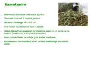 Maitsetaimed #87