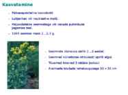 Maitsetaimed #91