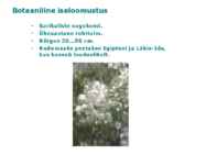 Maitsetaimed #94