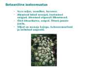 Maitsetaimed #95