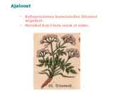 Maitsetaimed #96