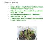 Maitsetaimed #97